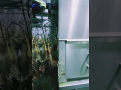 Mesin pembantaian ayam halal dengan kapasitas tinggi 1000BPH