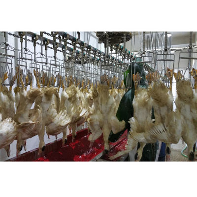 Peralatan Pengorbanan Unggas Broiler Profesional Mesin Pembantaian Kutil yang Disesuaikan