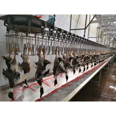Garis produksi penyembelihan ayam stainless steel untuk berbagai kapasitas produksi