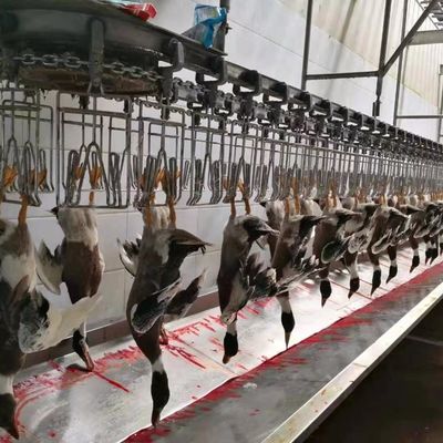 Mesin Pembantaian Ayam Angsa Kalkun Bebek 1000BPH Mesin Pengolahan Unggas