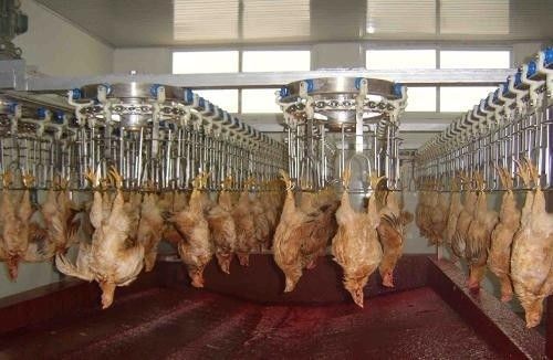 Lini Pengolahan Unggas yang Bisa Disesuaikan dan awet dengan Bahan Baja Rinsless Baja Rinsless 304