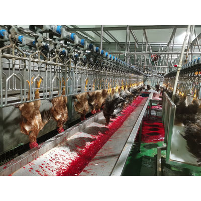 China Mesin pembantaian ayam unggas baja tahan karat 304 dengan kapasitas 0f 2000BPH