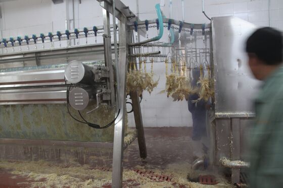 Mesin Plucker Ayam Ayam Kecil Abatoir Ayam Ayam ((pollos) Pengolahan Daging Peralatan Pengolahan Ayam